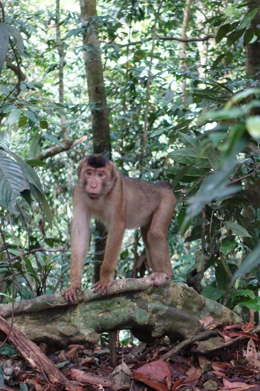 Magpie Homestay & Jungle Trekking Especially For Guest Trekking With Us Букіт-Лаванґ Номер фото