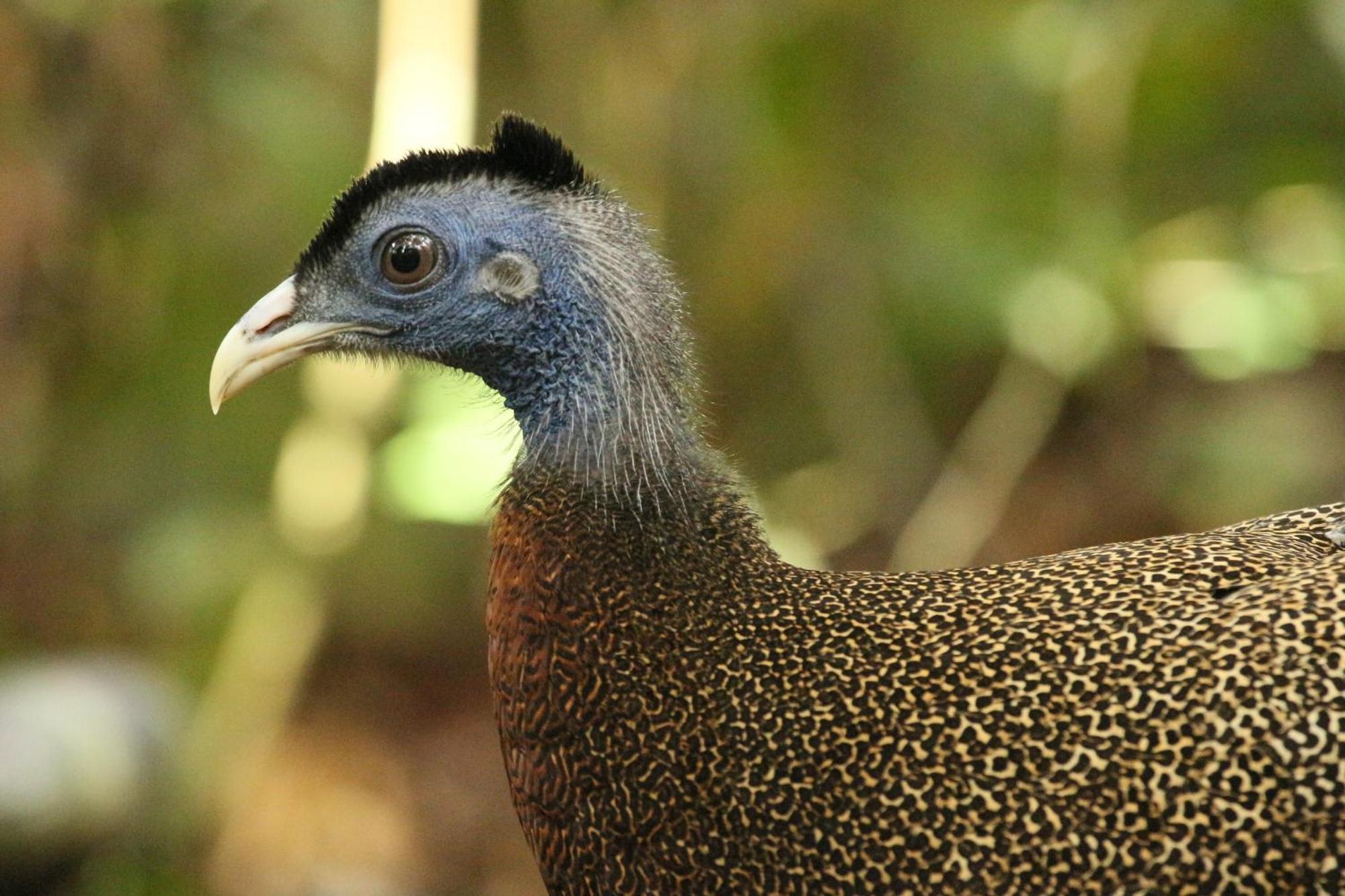 Magpie Homestay & Jungle Trekking Especially For Guest Trekking With Us Букіт-Лаванґ Екстер'єр фото